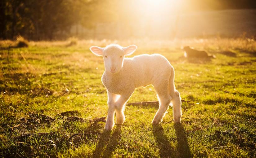 THE SHEPHERDS’ CANDLE:&nbsp;JOY