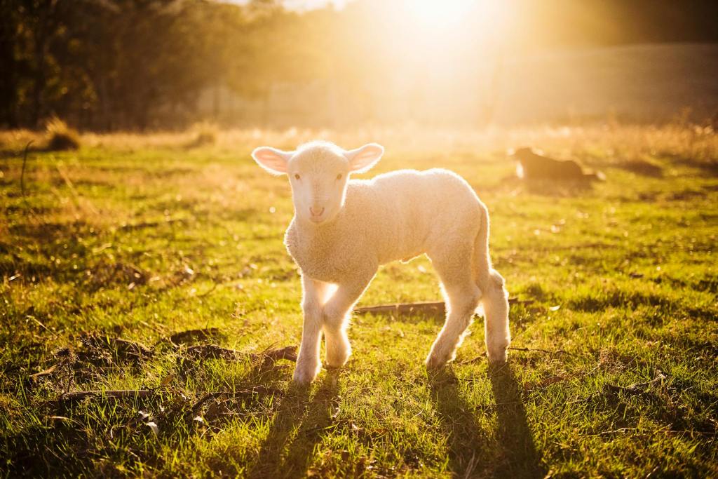 THE SHEPHERDS’ CANDLE:&nbsp;JOY